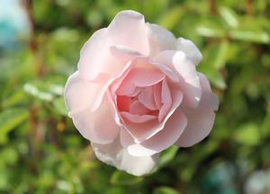 Rosa 'Sea Foam'
