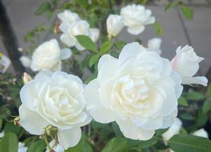 Rosa 'Schneewittchen' (r)