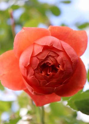 Rosa 'Summer Song' ®