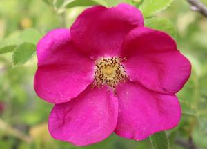 Rosa 'Short Track'