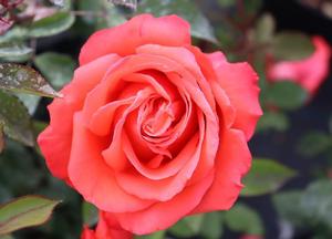 Rosa 'Superstar'