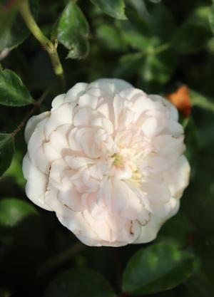 Rosa 'Swany' ®