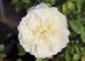 Rosa 'Tranquility'