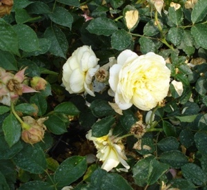 Rosa 'The Pilgrim'