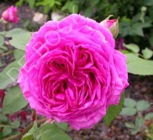 Rosa 'Vanity'