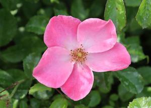 Rosa 'Fortuna'
