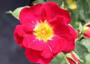 Rosa 'Weg der Sinne'