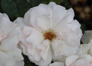 Rosa 'A Whiter Shade of Pale'