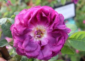 Rosa 'William Lobb'