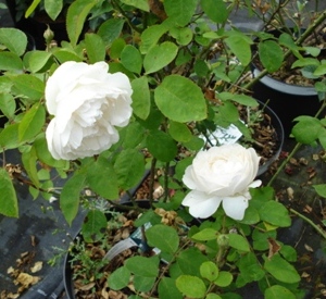 Rosa 'Winchester Cathedral' (r)