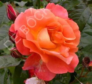 Rosa 'Westerland' (r)