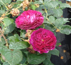 Rosa 'William Shakespeare 2000' (r)