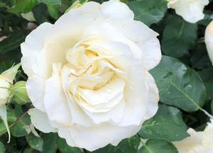 Rosa 'White Symphonie'