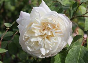 Rosa 'Weisse Gruss an Aachen'