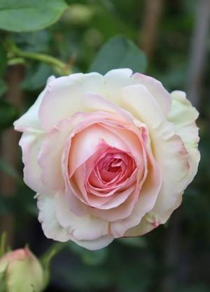 Rosa 'White Eden Rose'