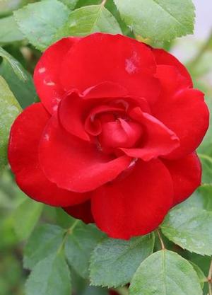 Rosa 'Black Forest Rose'R)