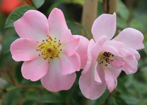 Rosa 'Open Arms'