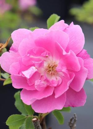 Rosa 'Mariage Parfaite' (R)
