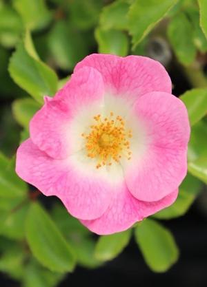 Rosa 'Salut à Luxembourg'(R)