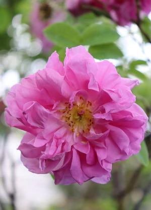 Rosa 'York and Lancaster'
