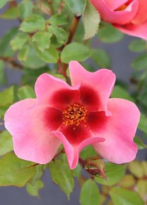 Rosa 'For your Eyes Only'