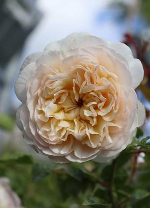 Rosa 'Emily Brontë'