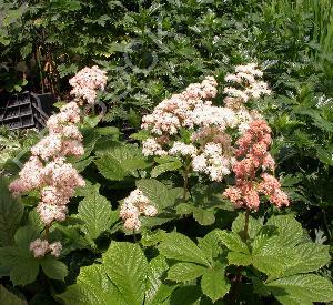 Rodgersia aesculifolia