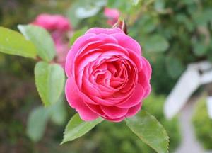 Rosa 'Walferdange'