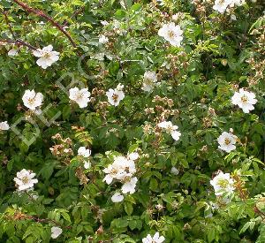 Rosa arvensis