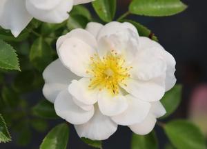 Rosa 'Bijenweelde Wit'(R)