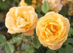 Rosa 'Clementine'