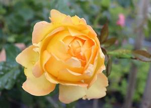 Rosa 'Eureka'