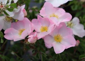 Rosa gallica