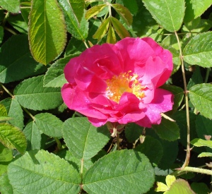 Rosa gallica 'Officinalis'