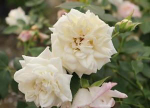 Rosa 'Honeymilk'®