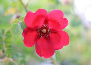 Rosa moyesii 'Geranium'