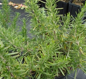 Rosmarinus officinalis 'Capri'