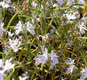 Rosmarinus officinalis