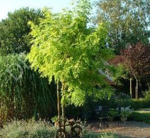 Robinia pseudoacacia 'Frisia'