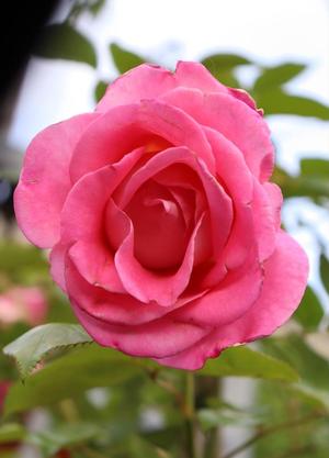Rosa 'Parfum Royal Climbing'