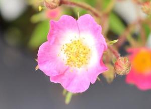 Rosa 'Pink Spray'