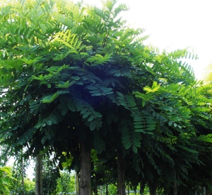 Robinia pseudoacacia 'Umbraculifera'