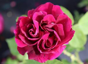 Rosa 'Rose du Roi à Fleur Pourpre'