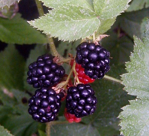 Rubus fruticosus 'Black Satin'