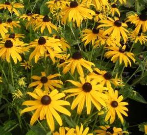 Rudbeckia fulgida 'Goldsturm'