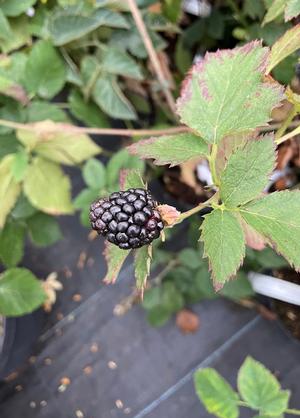 Ru!bus fruticosus 'Montblanc' ®