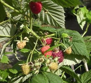 Rubus idaeus 'Autumn Bliss'