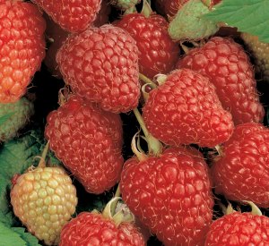 Rubus idaeus 'Polka'