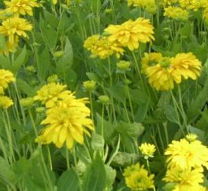 Rudbeckia laciniata 'Goldquelle'