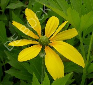 Rudbeckia nitida 'Herbstsonne'